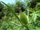 Common Teasel (Dipsacus fullonum)