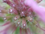 These are the tiny buds of unopened Bee Balm, no more than 1mm in diameter.