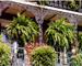 New Orleans French Quarter Hanging Ferns