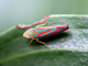 Closeup of Graphocephala Coccinea ( Red Banded Leaf Hopper ) on Asian Lilly