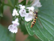 Horse Mint flower with 4mm sized fly