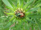 Japanese Beetle Takes A Lunch Break