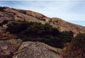 Cadillac Mtn. Pine